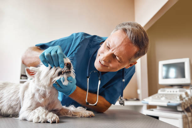 Best After-Hours Dental Care in Pasadena, MD